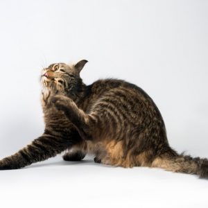 5 Cara Menghilangkan Kutu Kucing Paling Efektif Yang Wajib Kamu Coba!